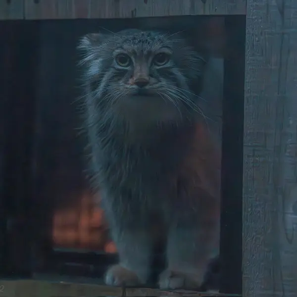 Фотография Лотоса в Детском зоопарке Сайтама