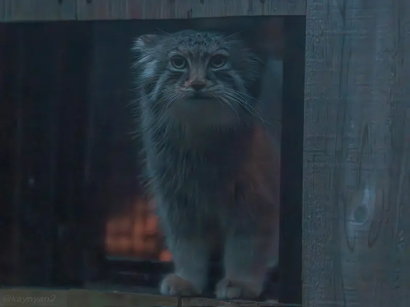 Фотография Лотоса в Детском зоопарке Сайтама