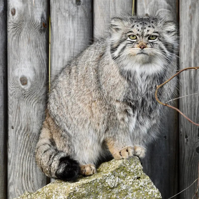 Фотография Атлана в Парке диких животных Порт-Лимпн