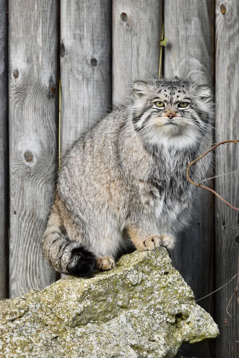 Фотография Атлана в Парке диких животных Порт-Лимпн