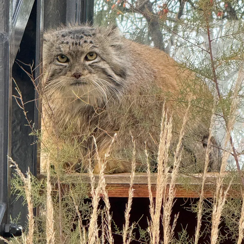 Фотография Спая в Пражском Зоопарке