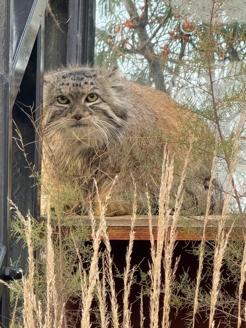 Фотография Спая в Пражском Зоопарке