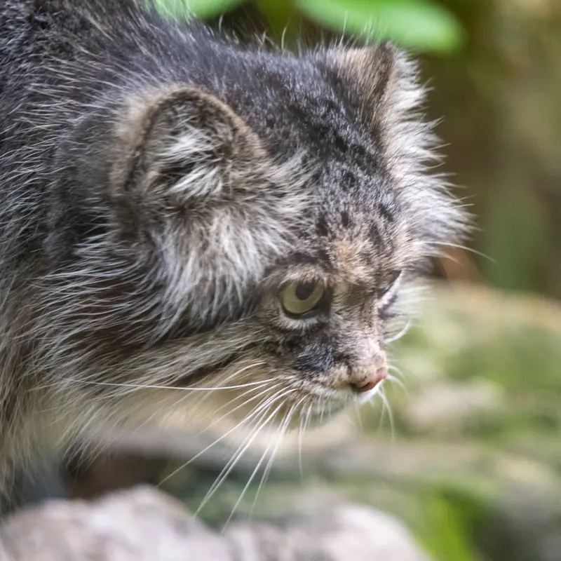 Фотография Паццо в Лодзинском Зоопарке