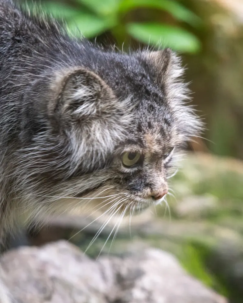 Фотография Паццо в Лодзинском Зоопарке