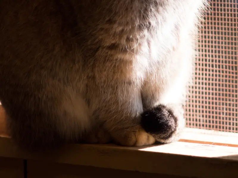 Фотография Лотоса в Детском зоопарке Сайтама