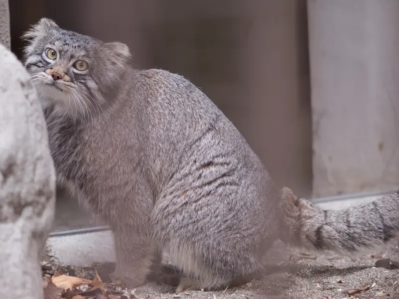 Фотография Фиги в Зоопарке Ногеяме