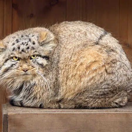 Фотография Рыжего в Новосибирском Зоопарке