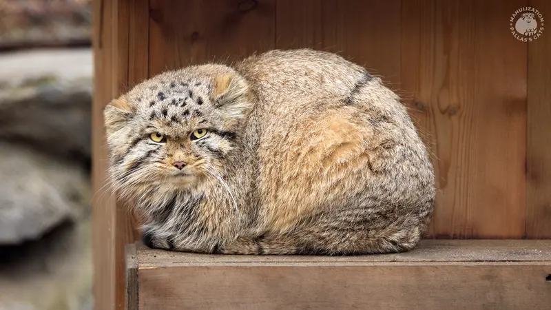 Фотография Рыжего в Новосибирском Зоопарке