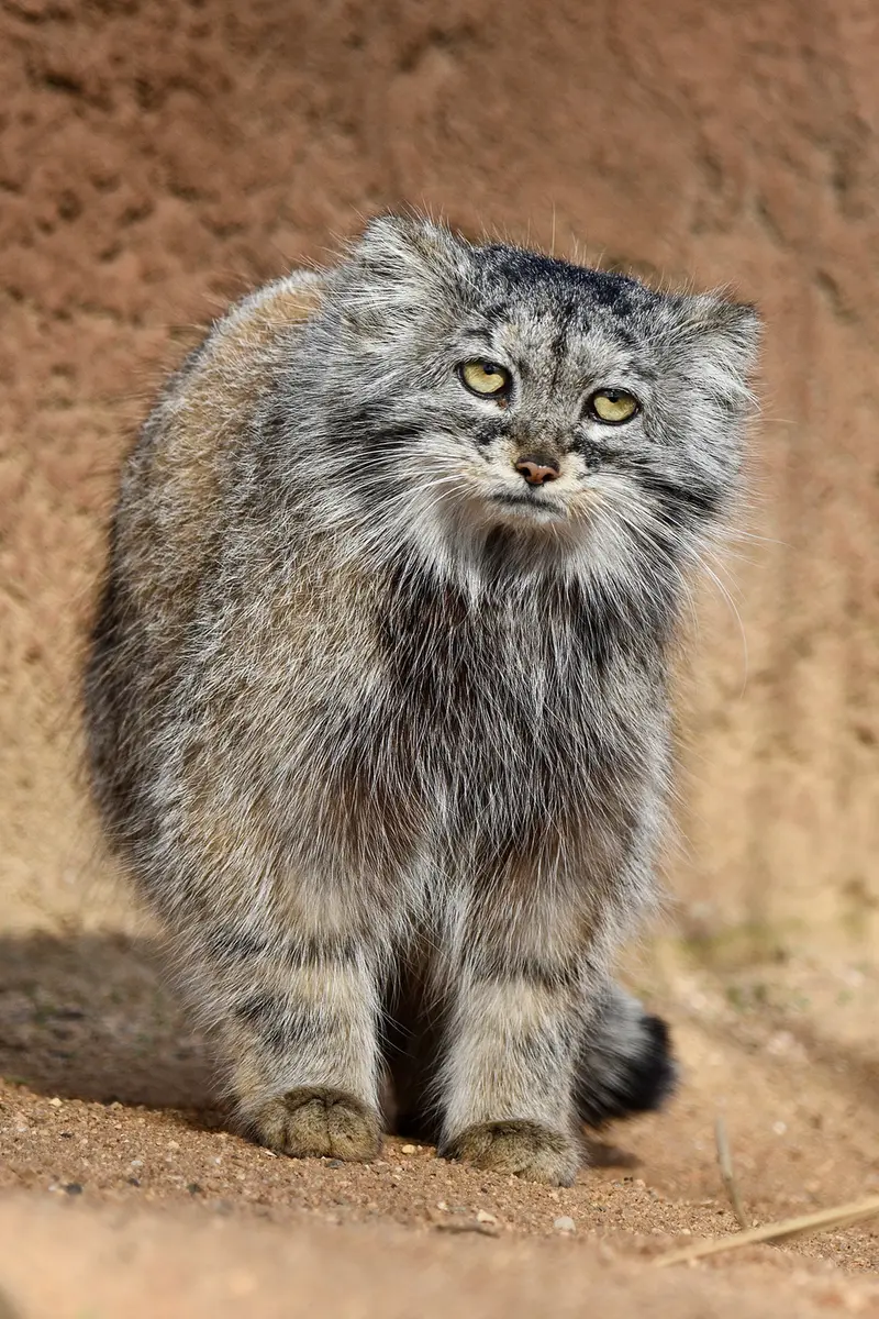 Фотография Принцессы в Пражском Зоопарке