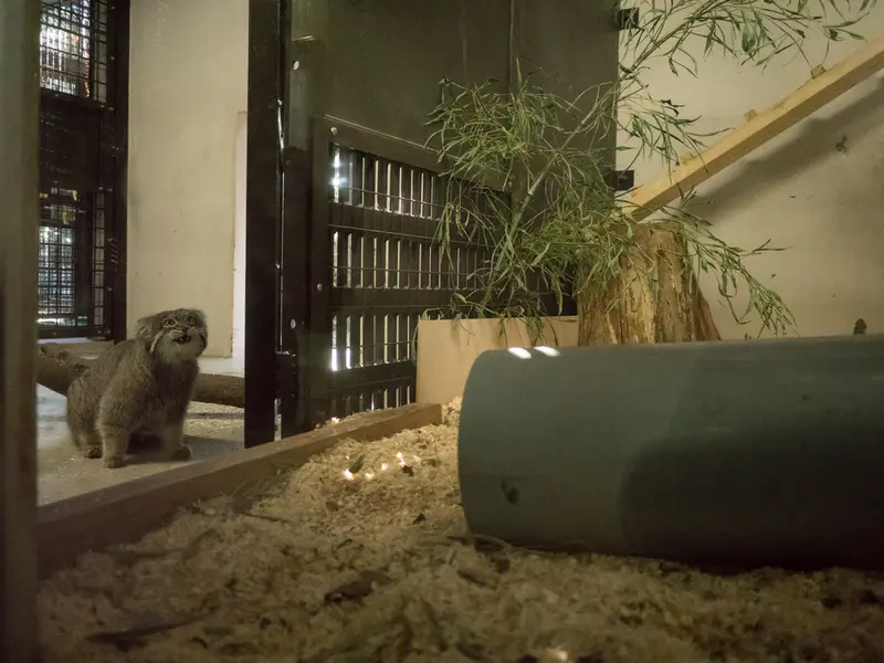 Фотография Фиги в Зоопарке Ногеяме