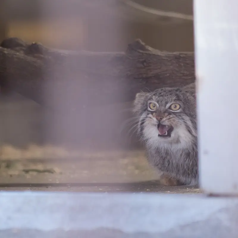 Фотография Фиги в Зоопарке Ногеяме