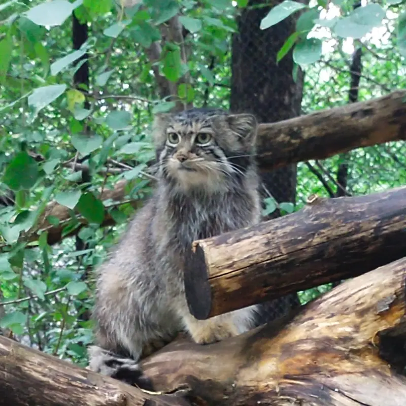 Фотография Евы в Новосибирском Зоопарке