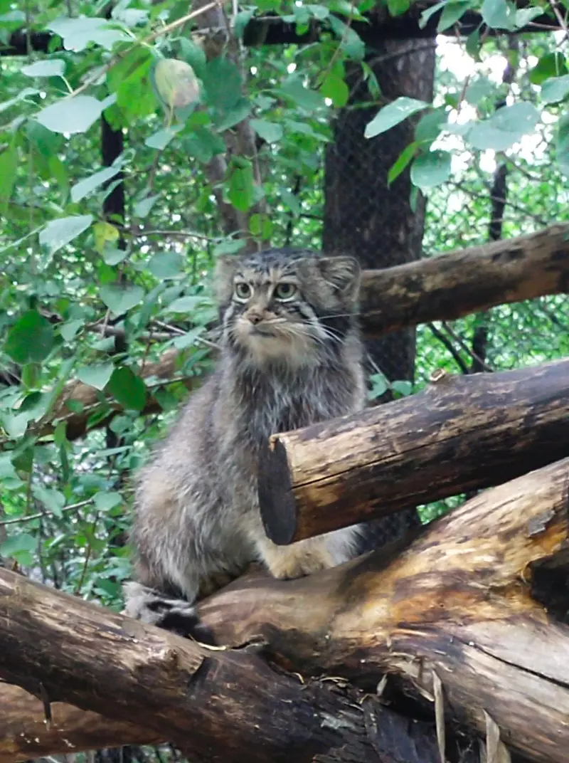 Фотография Евы в Новосибирском Зоопарке