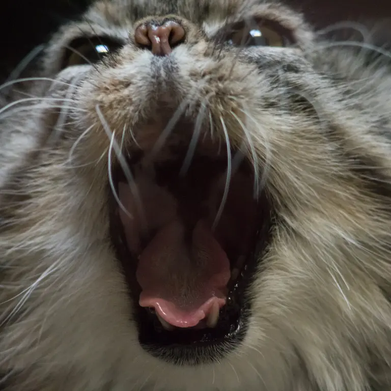 Фотография Примулы в Зоопарке Уено