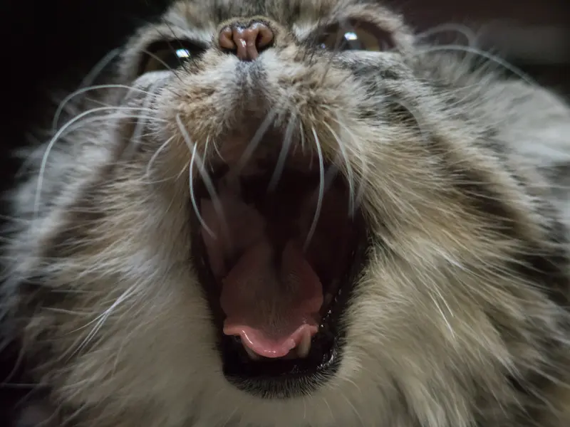 Фотография Примулы в Зоопарке Уено