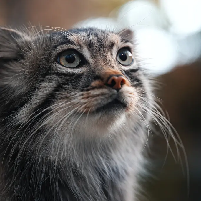 Фотография Аз в Царстве Животных Кобе