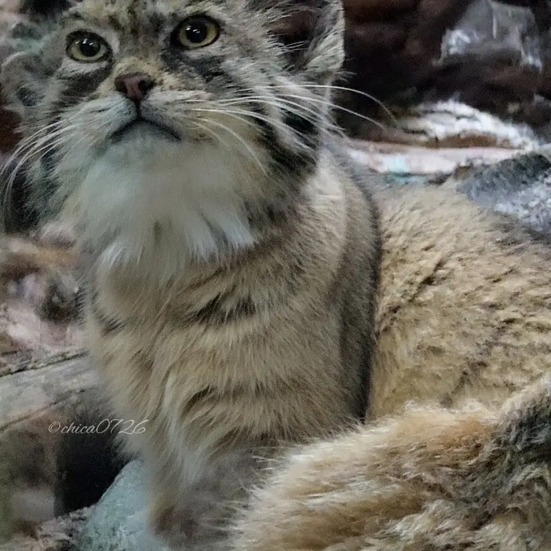 Фотография Примулы в Зоопарке Уено