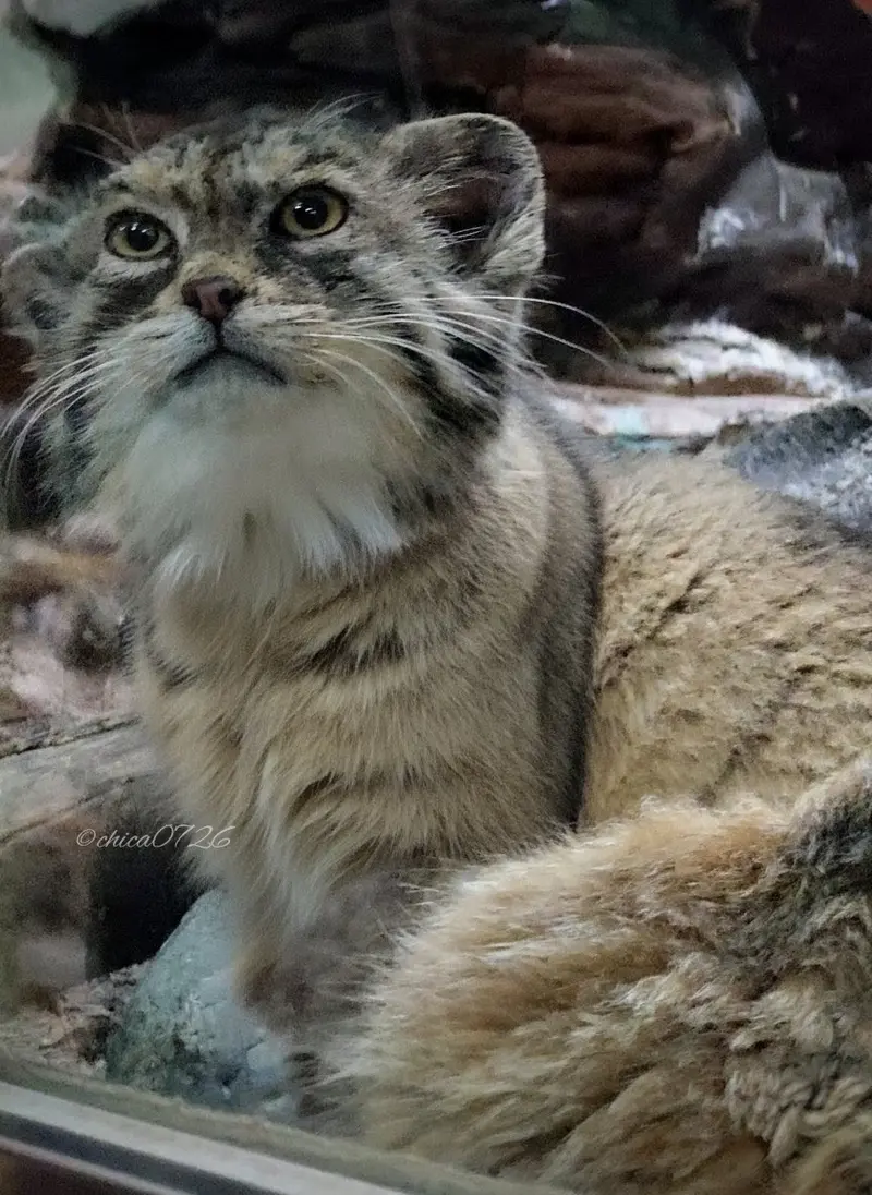 Фотография Примулы в Зоопарке Уено