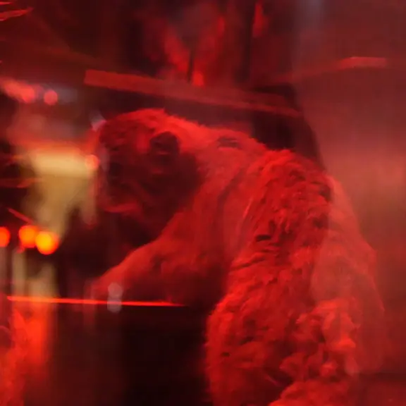 Фотография с манулом в Зоопарке Уено