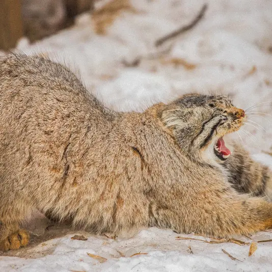 Фотография Евчика 2024 Г.р. Ⅱ в Новосибирском Зоопарке