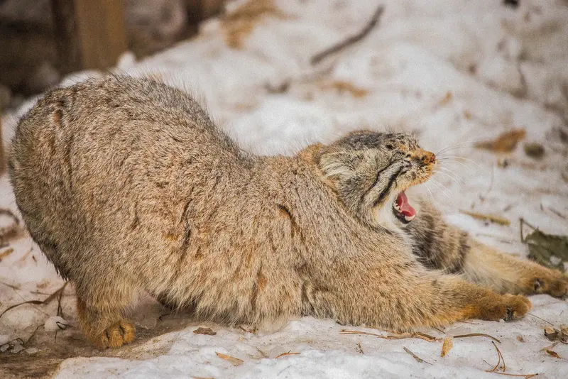 Фотография Евчика 2024 Г.р. Ⅱ в Новосибирском Зоопарке