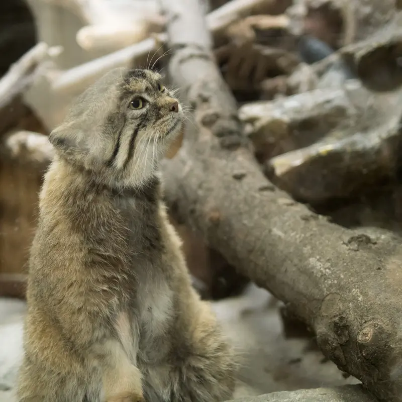 Фотография Примулы в Зоопарке Уено
