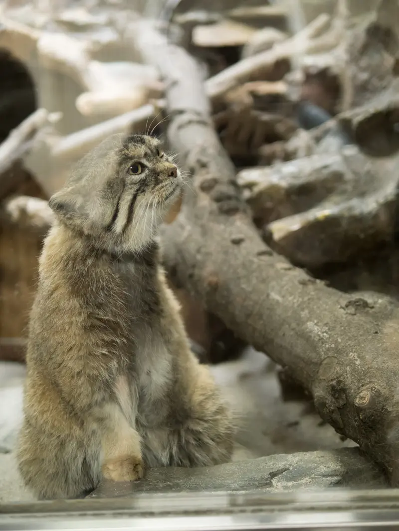 Фотография Примулы в Зоопарке Уено