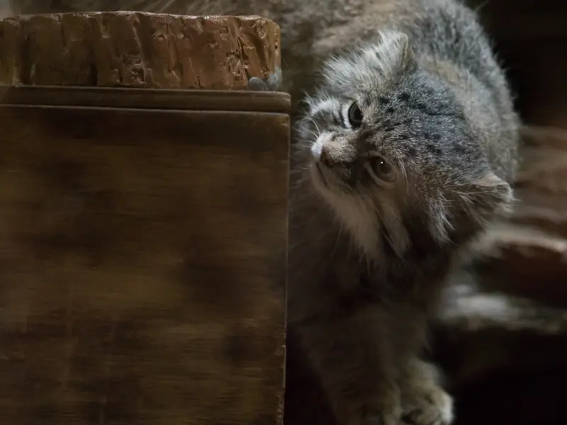 Фотография Клёна в Зоопарке Уено