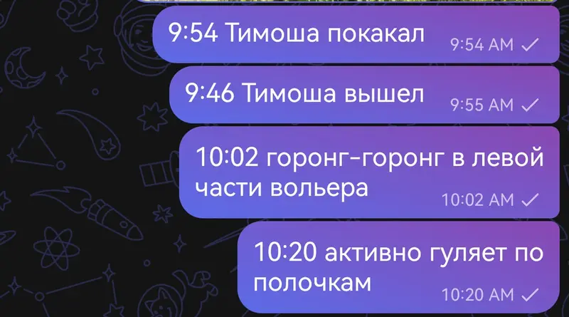 Фотография с манулом