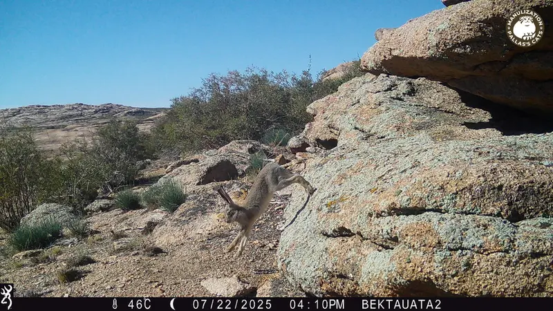 Фотография Заяц-Русака с фотоловушки Бектауата 2