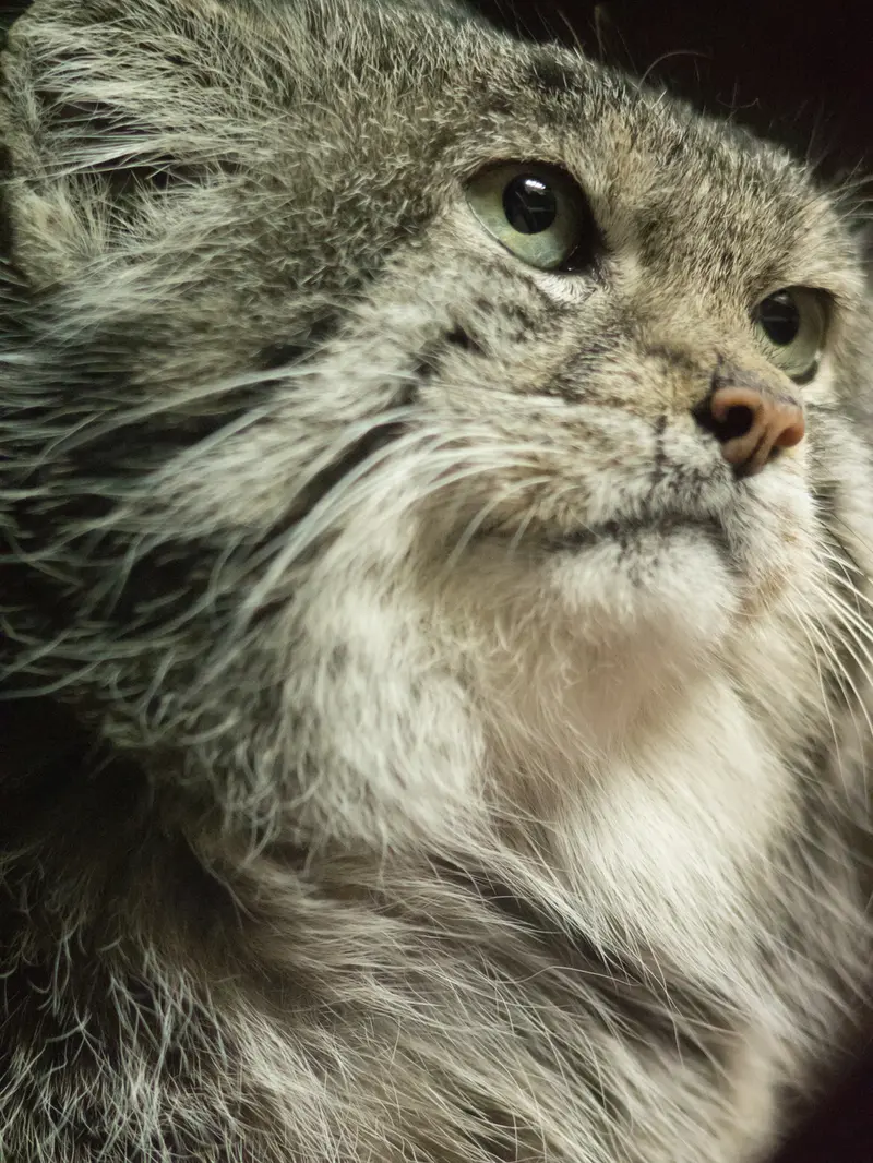 Фотография Клёна в Зоопарке Уено