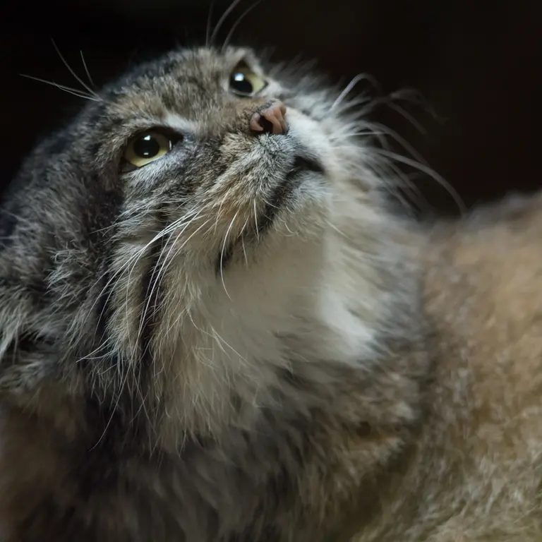 Фотография Примулы в Зоопарке Уено