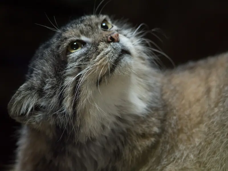 Фотография Примулы в Зоопарке Уено