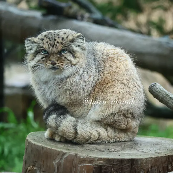 Фотография Бора в Царстве Животных Насу