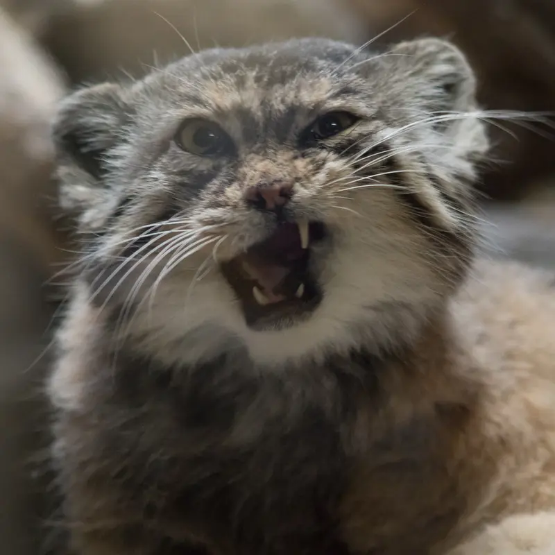 Фотография Примулы в Зоопарке Уено