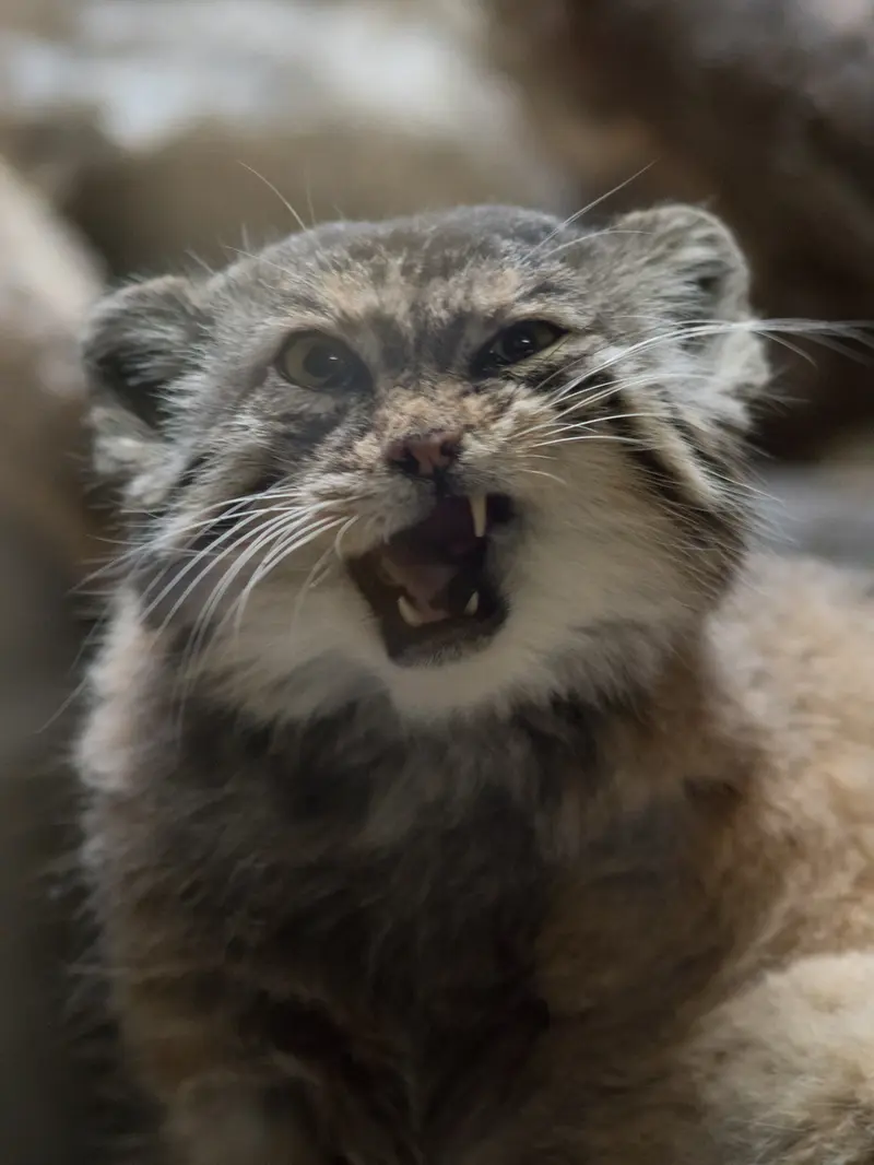 Фотография Примулы в Зоопарке Уено