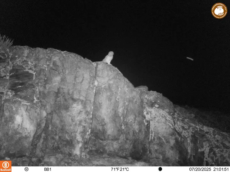 Фотография Домового сыча с фотоловушки Актас-Кункора [новинка]