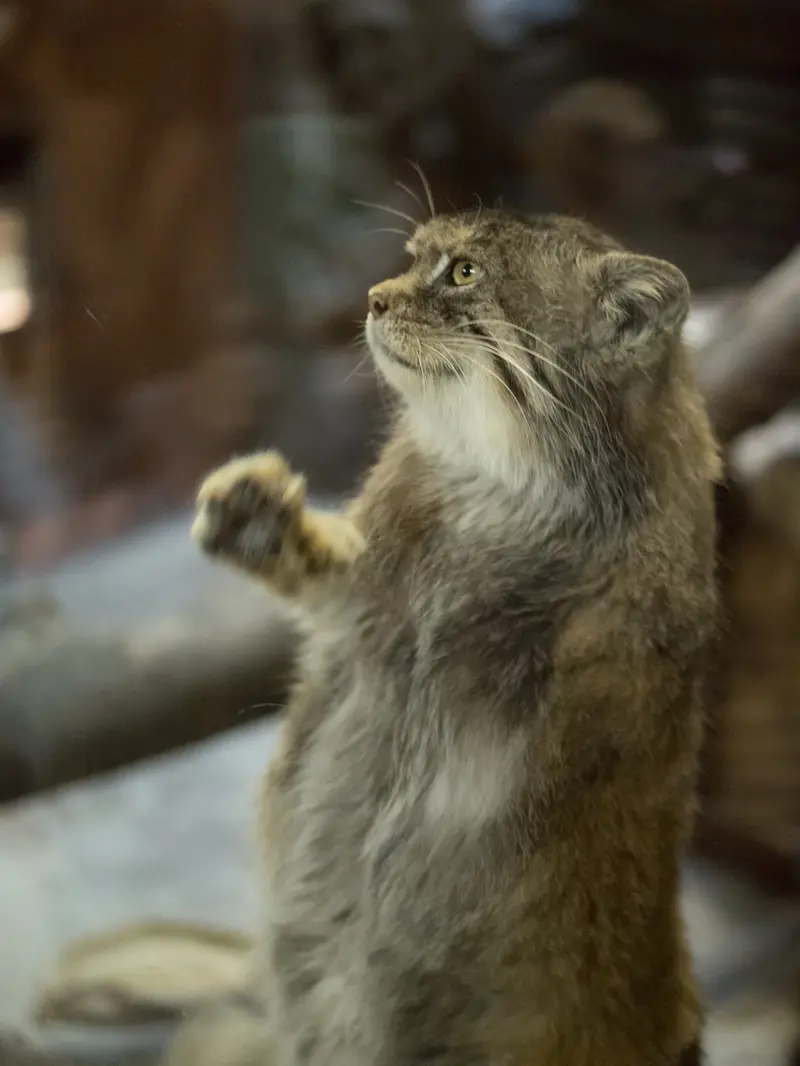 Фотография Примулы в Зоопарке Уено