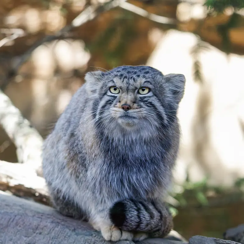 Фотография Нагому в Царстве Животных Насу