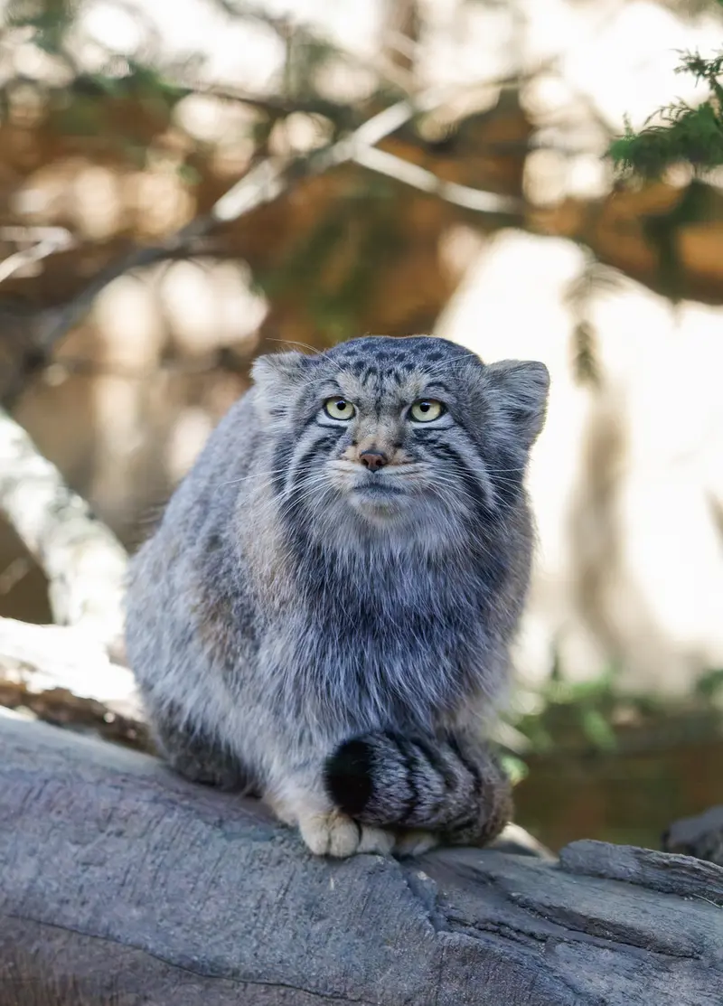 Фотография Нагому в Царстве Животных Насу