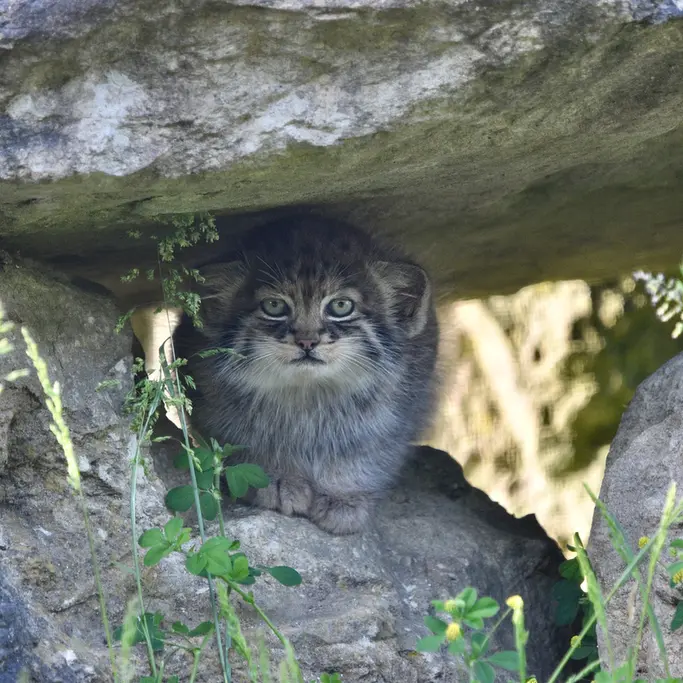 Фотография с манулом в Парке диких животных Порт-Лимпн