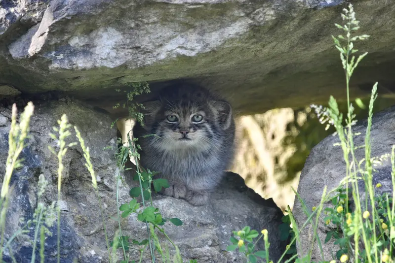 Фотография с манулом в Парке диких животных Порт-Лимпн