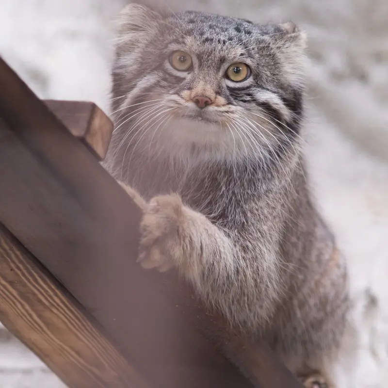 Фотография Фиги в Зоопарке Ногеяме
