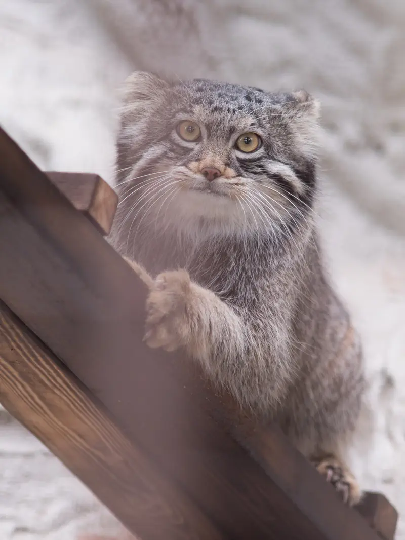 Фотография Фиги в Зоопарке Ногеяме