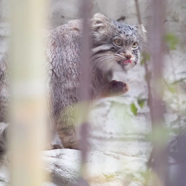 Фотография Фиги в Зоопарке Ногеяме
