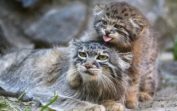 Фотография с манулом