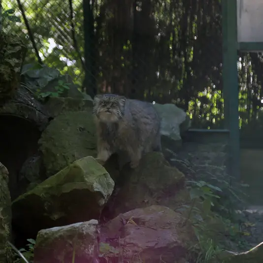 Фотография Паццо в Лодзинском Зоопарке