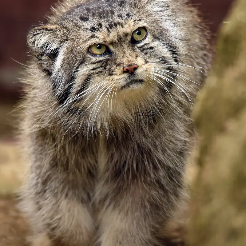 Фотография Шивы в Зверинце ботанического сада