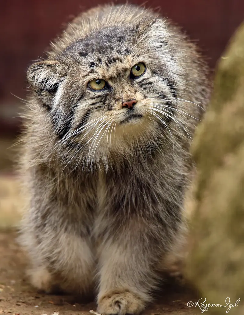 Фотография Шивы в Зверинце ботанического сада