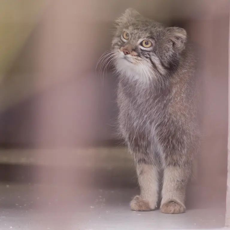 Фотография Фиги в Зоопарке Ногеяме